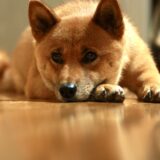 犬がうつ伏せで寝るときの心理状態は？注意が必要な様子や疑われる疾患も解説