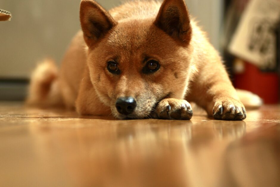 犬がうつ伏せで寝るときの心理状態は？注意が必要な様子や疑われる疾患も解説