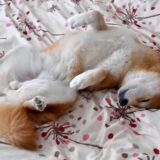 犬のお腹がキュルキュル鳴るときは？原因や受診目安、対処法を解説