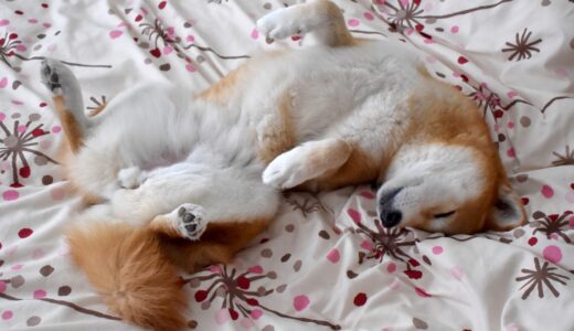 犬のお腹がキュルキュル鳴るときは？原因や受診目安、対処法を解説