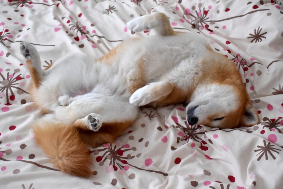 犬のお腹がキュルキュル鳴るときは？原因や受診目安、対処法を解説