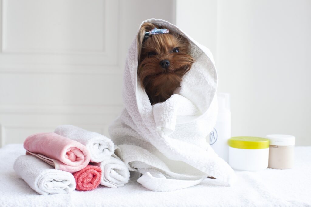 シャンプー後の犬