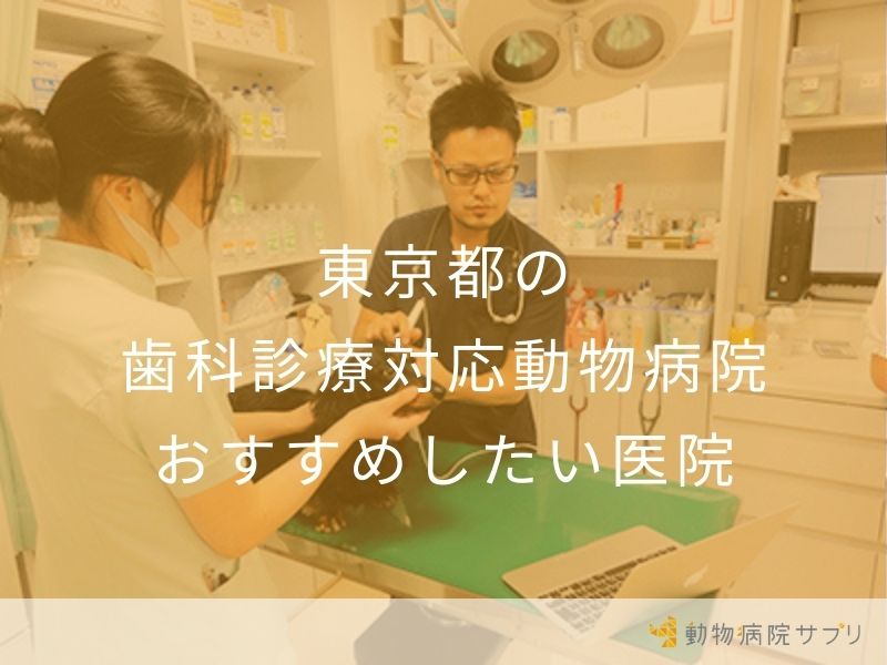 東京都の 歯科診療対応動物病院 おすすめしたい医院