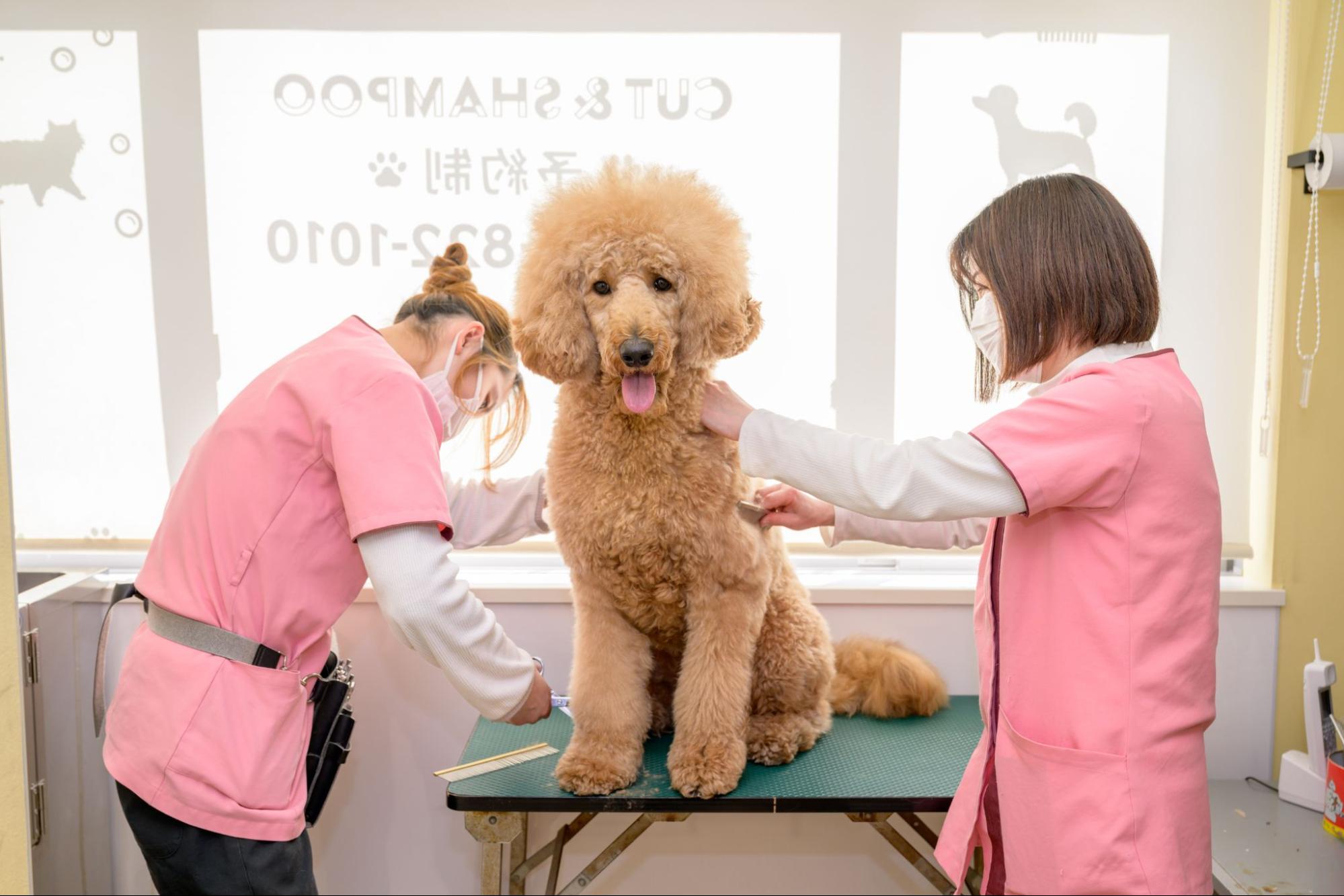 ハダ動物病院photo