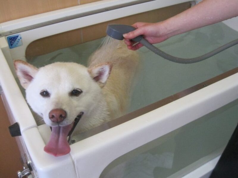 てらやま動物病院