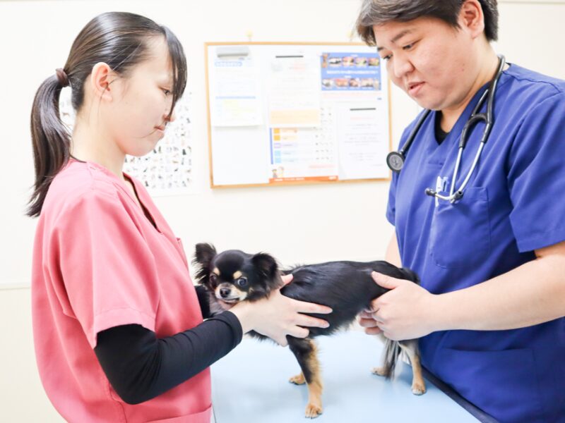 てらやま動物病院