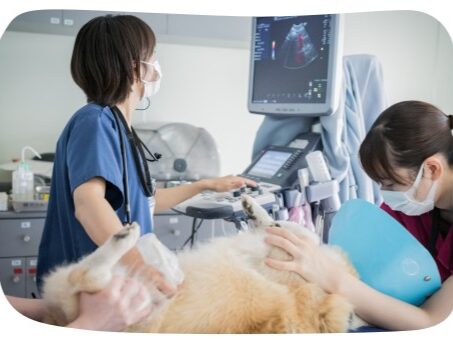 市原・山口動物病院