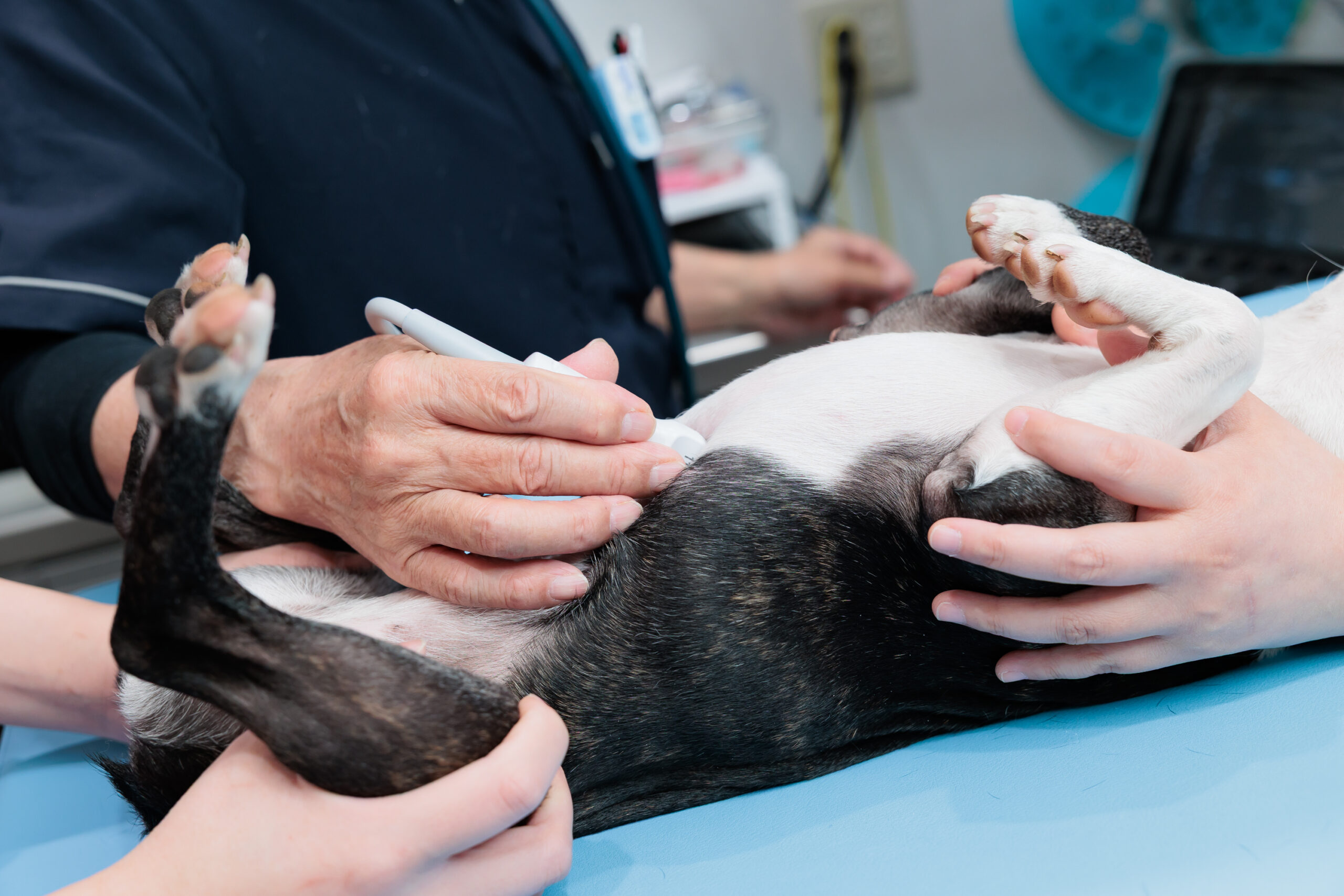 倉敷動物愛護病院photo