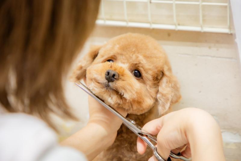 ナガワ動物病院