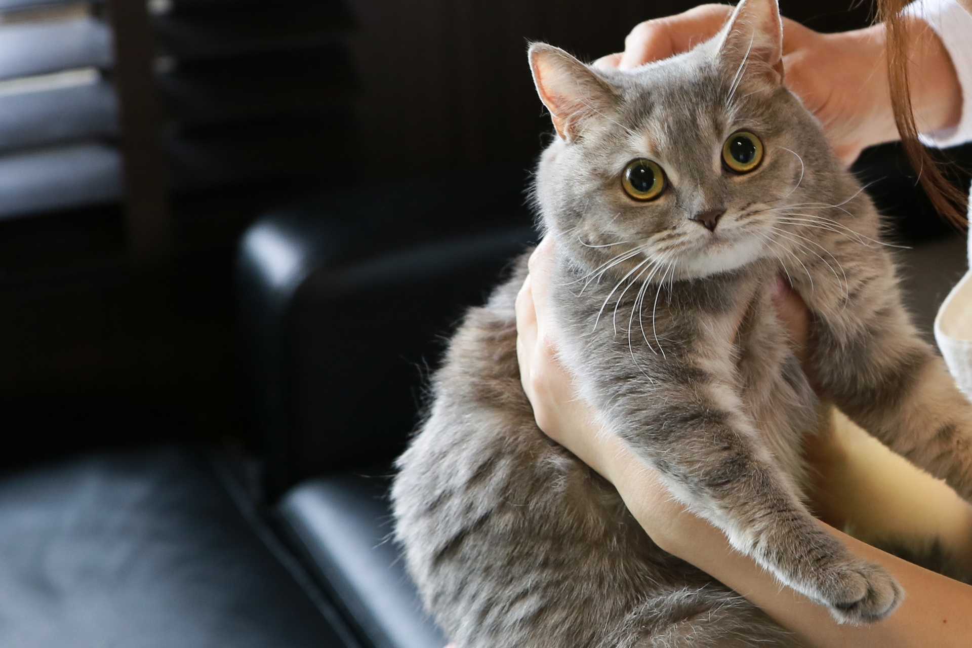 抱っこされて見つめる猫