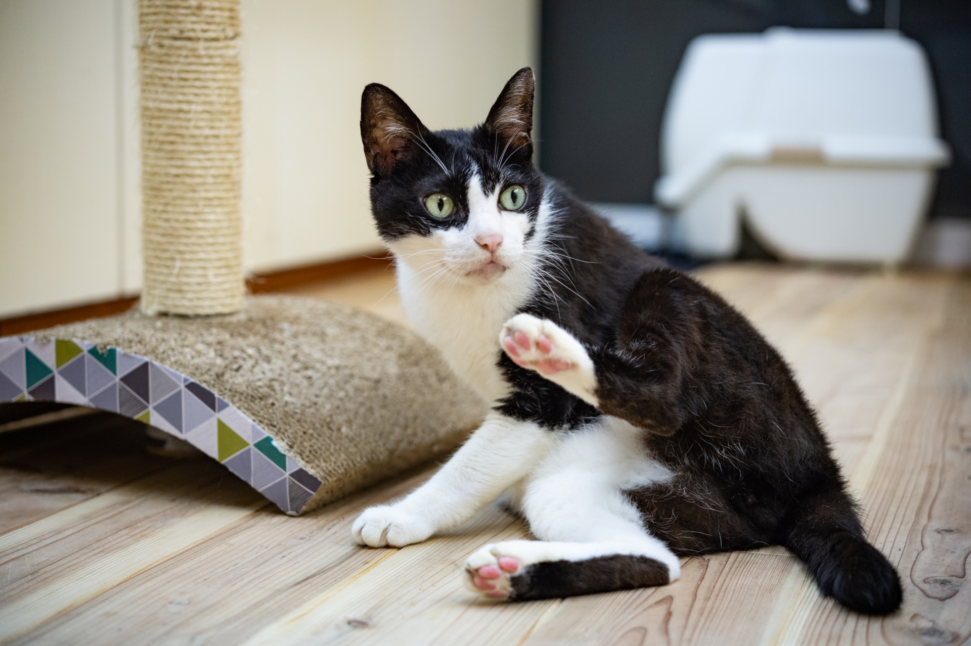 幸せを待つ動物保護施設の猫