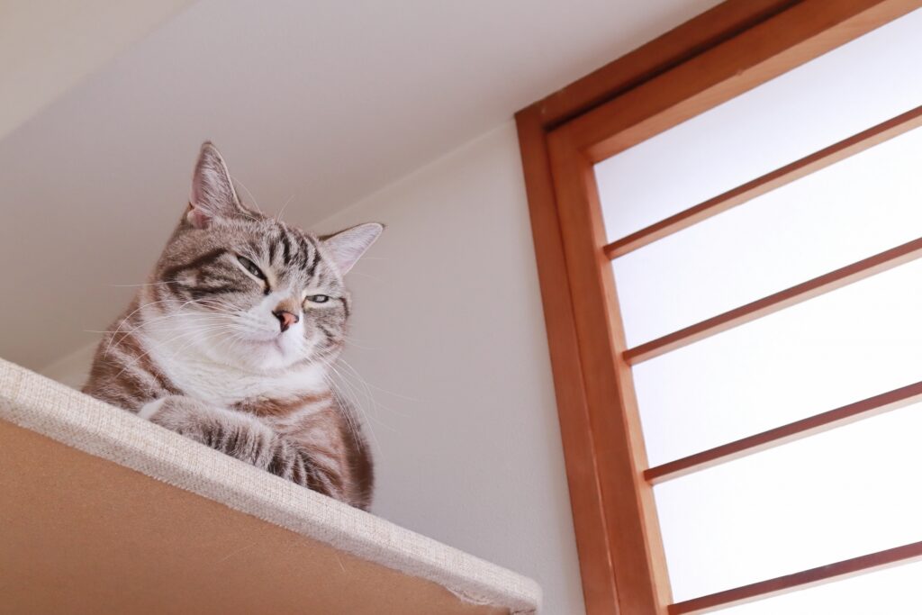 薄目で考えてる様子の可愛いトラ猫