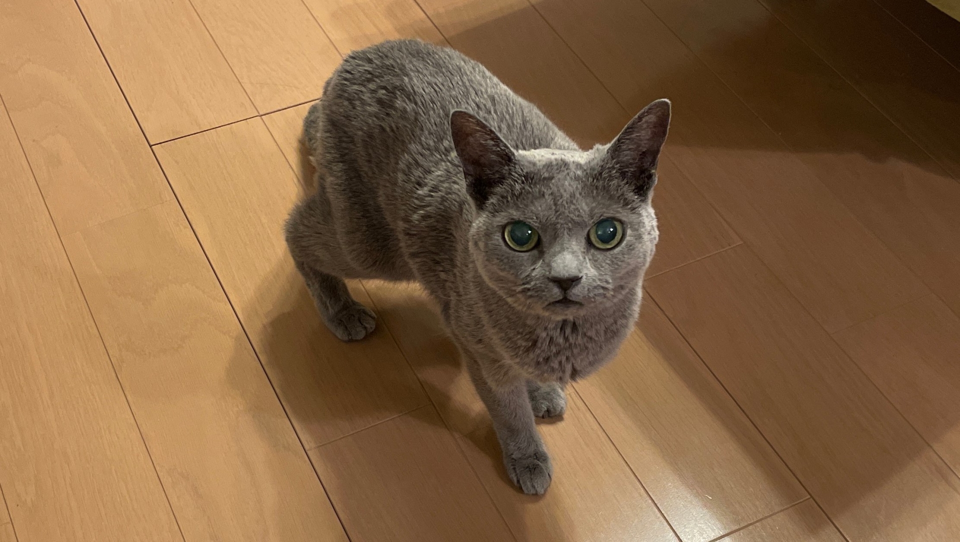 ご飯の催促に来たロシアンブルー