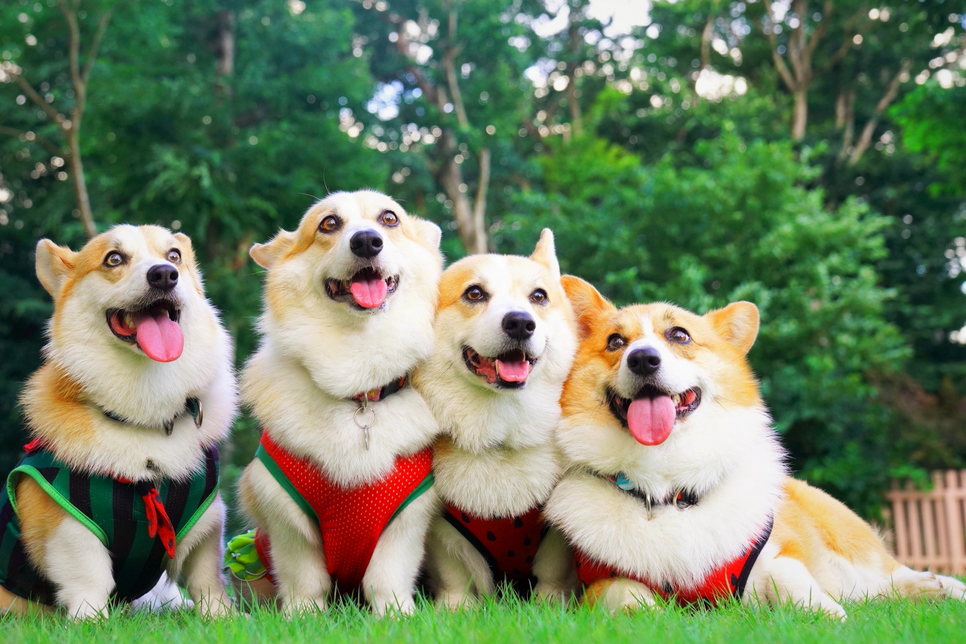 寄り添う仲良しコーギー4頭