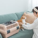 ペットホテルに老猫を預けられる？利用の流れや注意点を解説