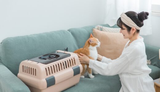 ペットホテルに老猫を預けられる？利用の流れや注意点を解説
