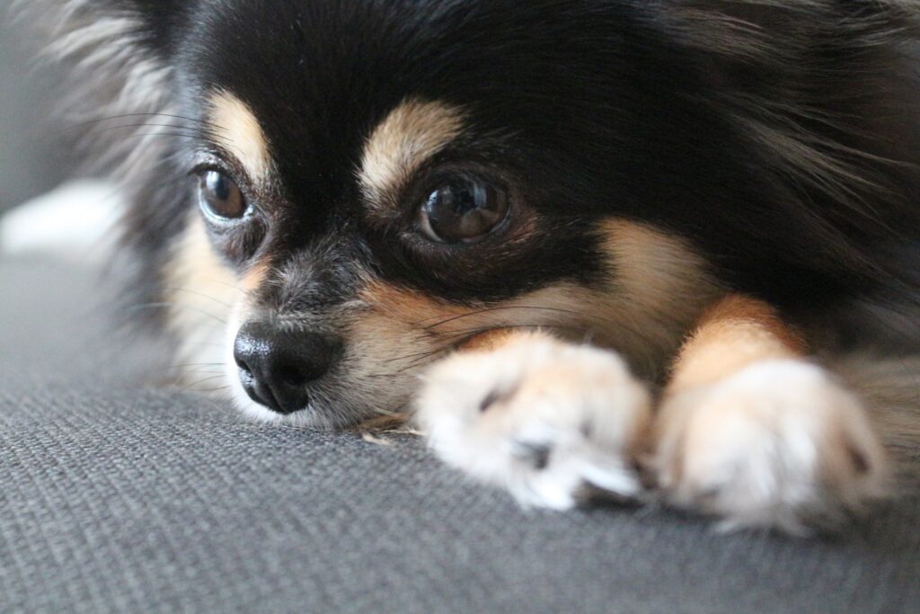 ポメチワ　ブラックタン　マハロ　2才