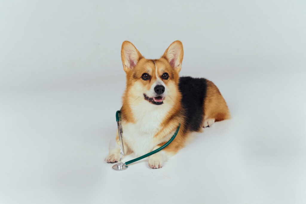 聴診器をかけているコーギー