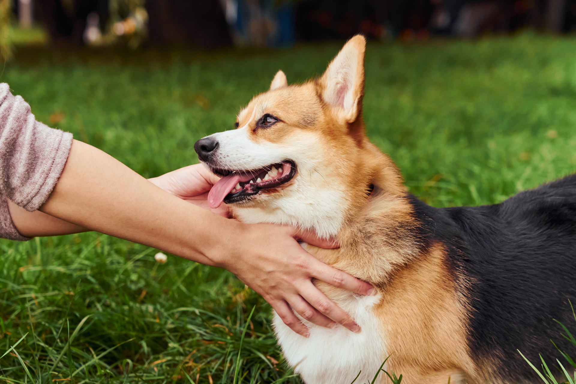 撫でられて嬉しいコーギー