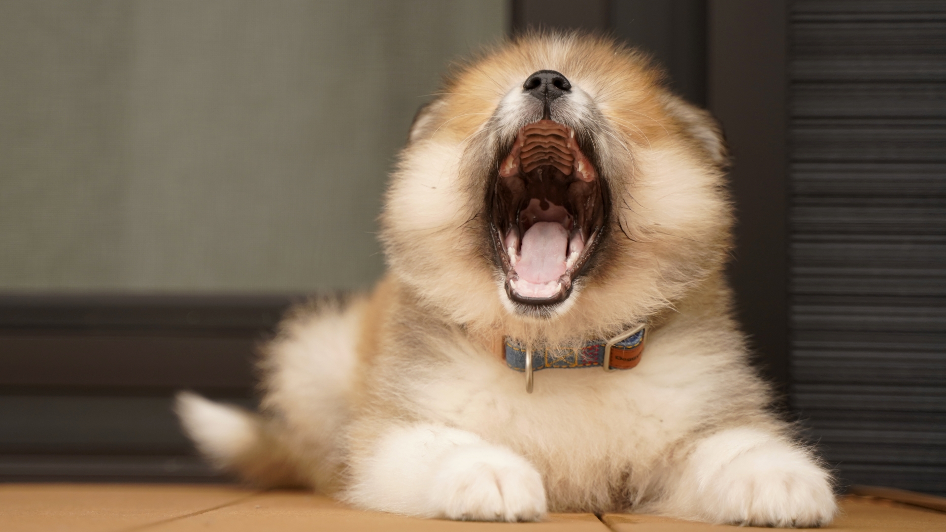 あくびをする犬