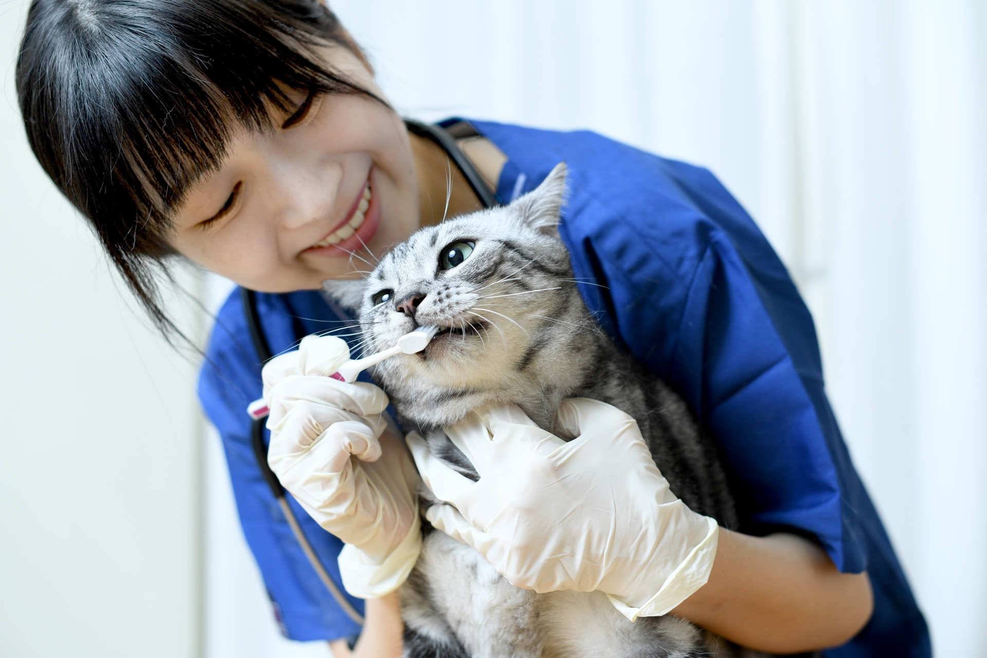 猫の歯磨きをする女性の獣医