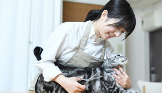 老猫はトリミングに連れていくべき？サロンの選び方や自宅での対応方法も解説