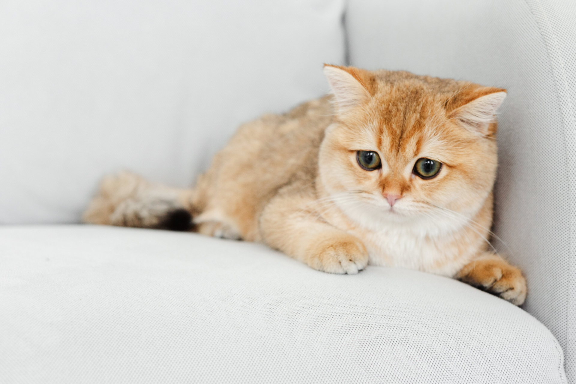 ソファーの隅にいる猫