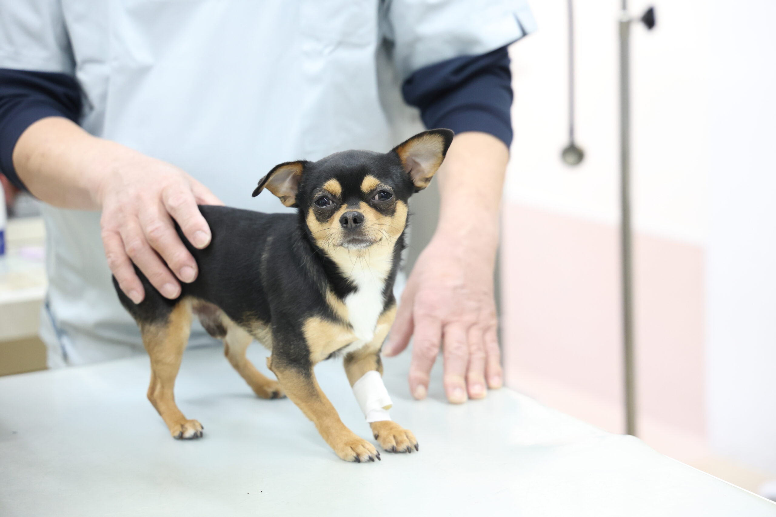 原動物病院photo