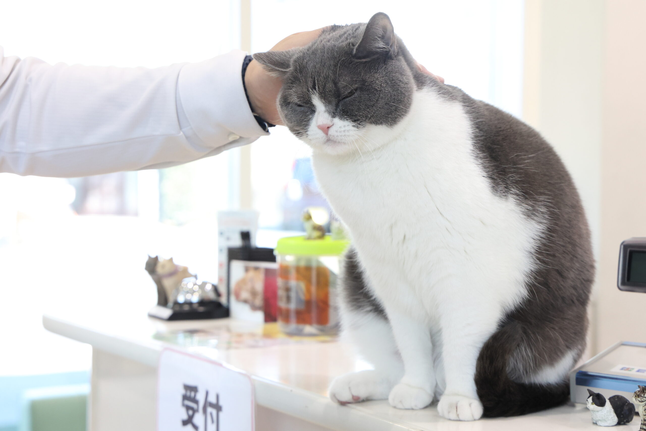 原動物病院photo