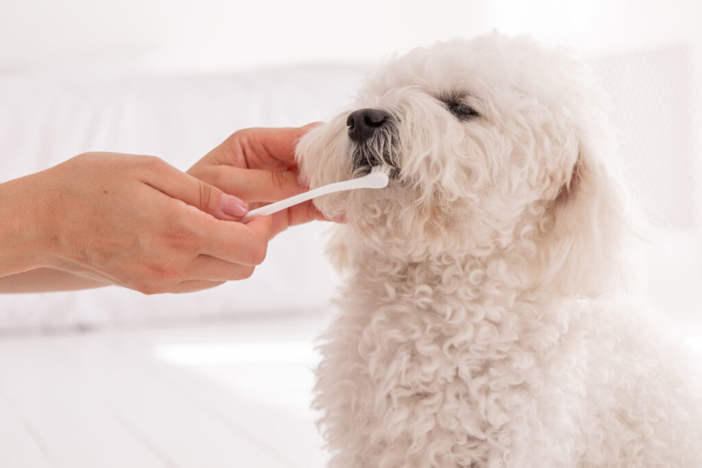 歯みがき中の白い犬