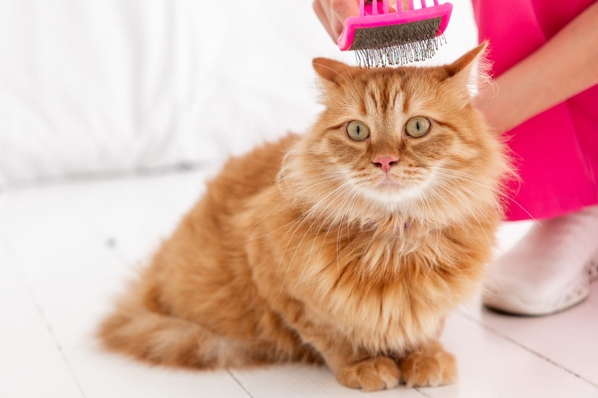 ブラッシングしてもらう猫