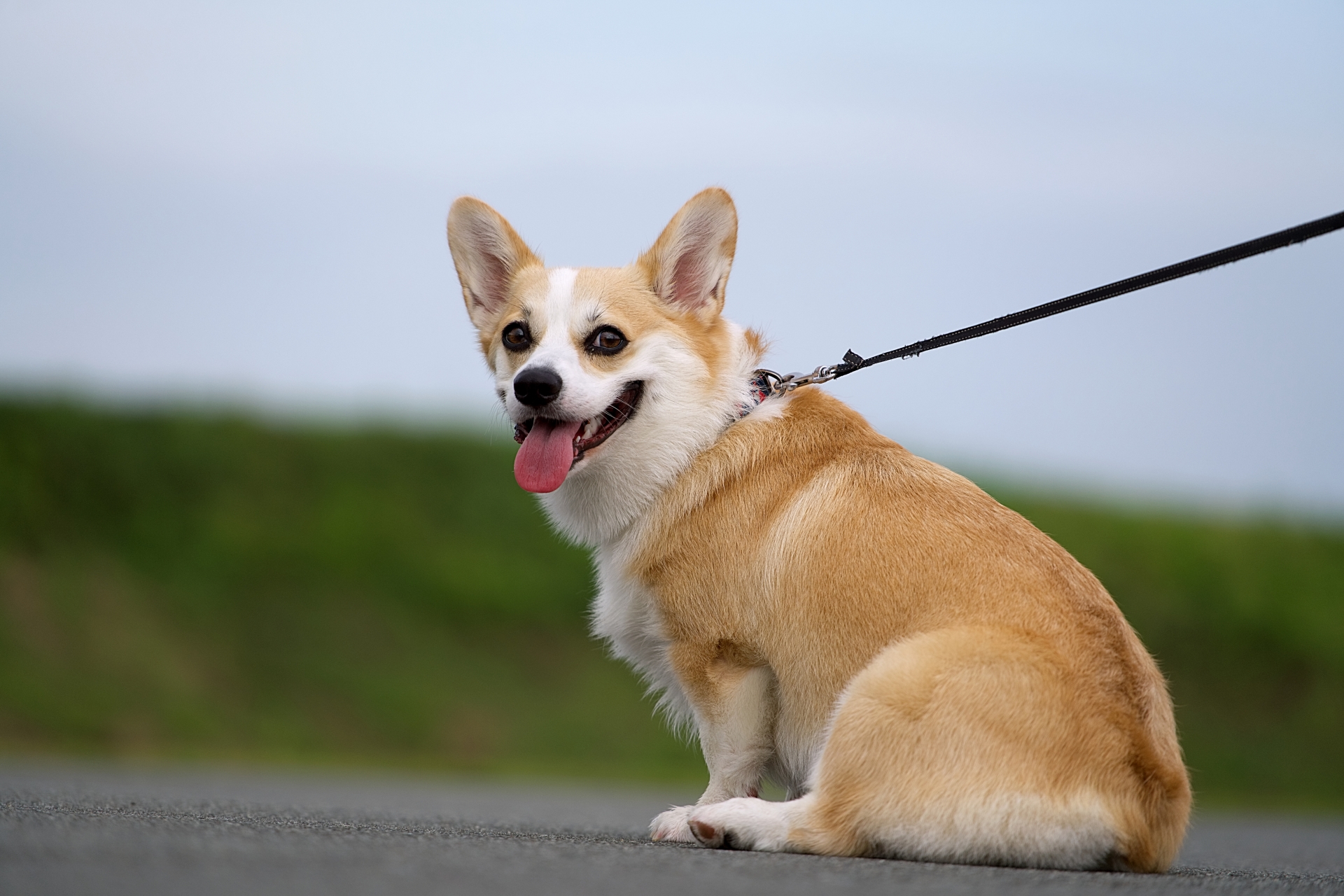 お散歩中のコーギー