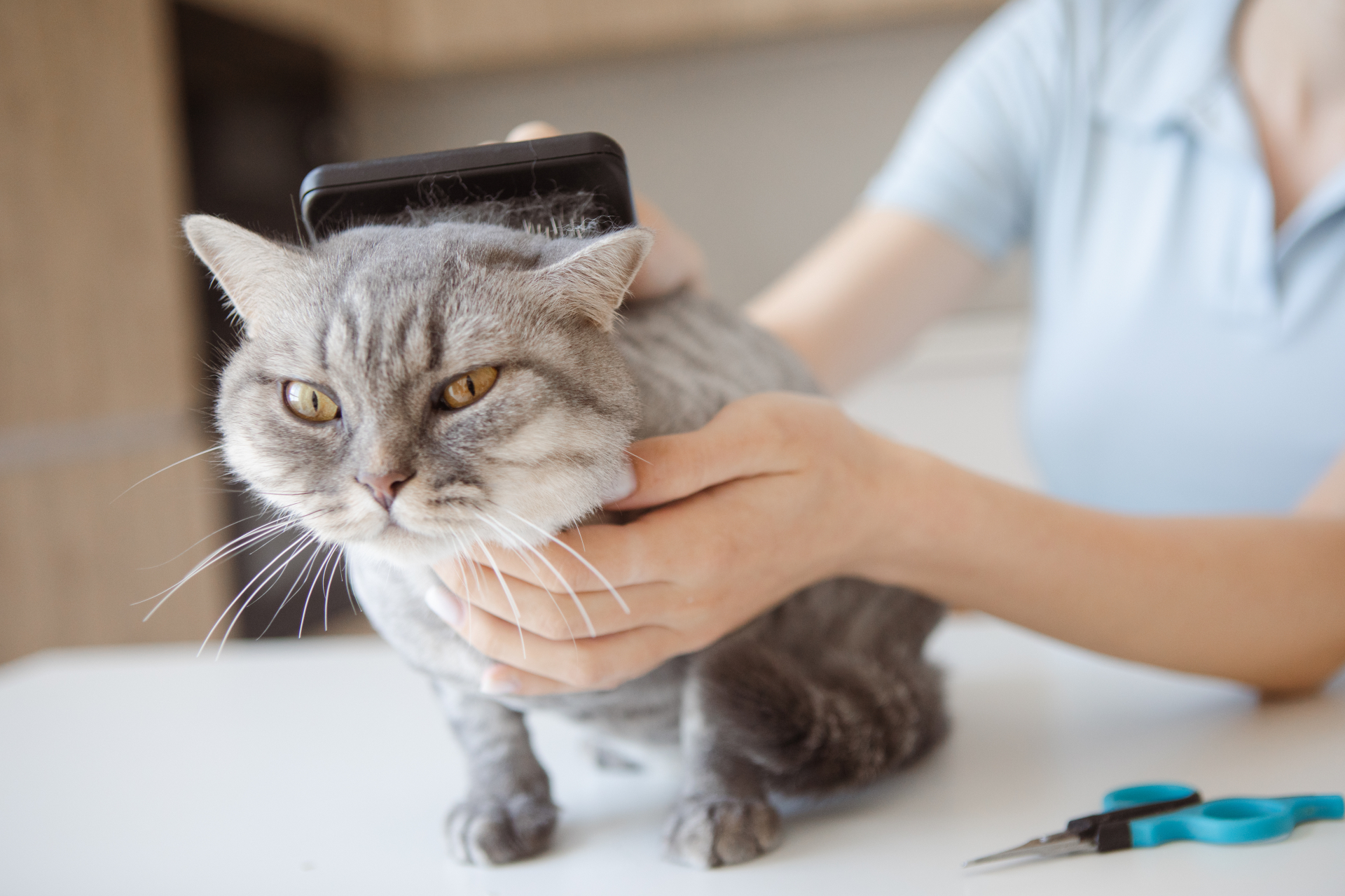 手で支えられる灰色猫