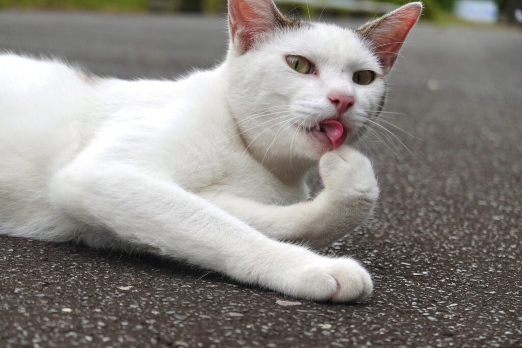 前足を舐めるシロキジ猫