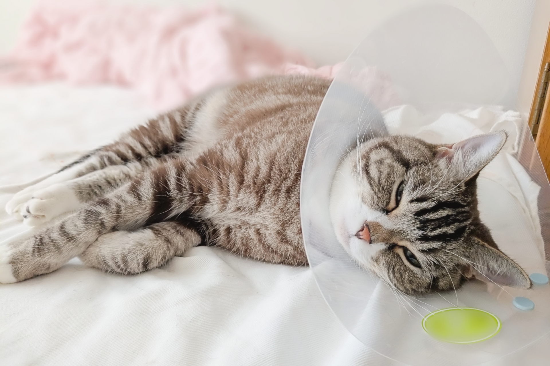 エリザベスカラーを着けて横になる猫