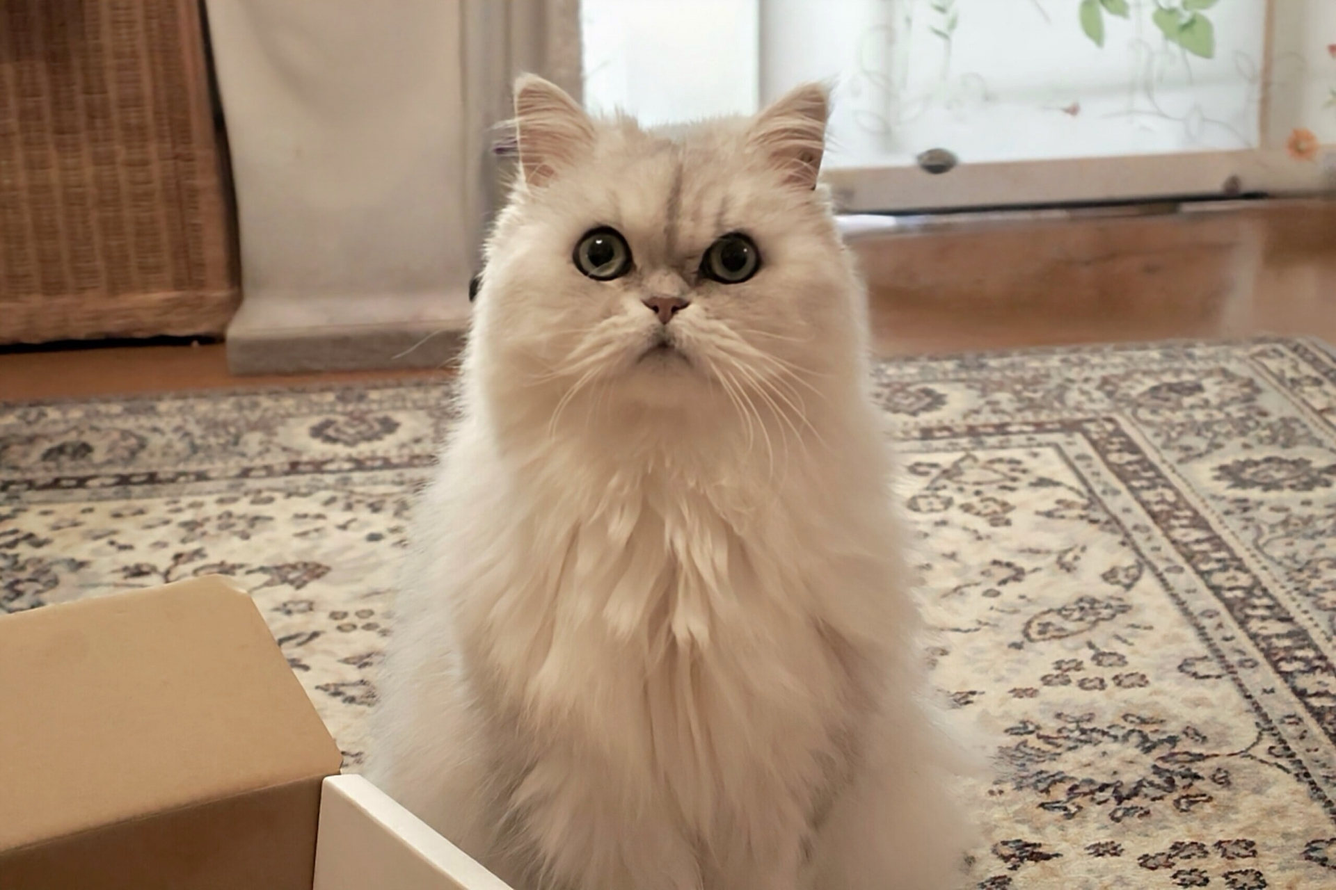 何かが気になる白猫さん