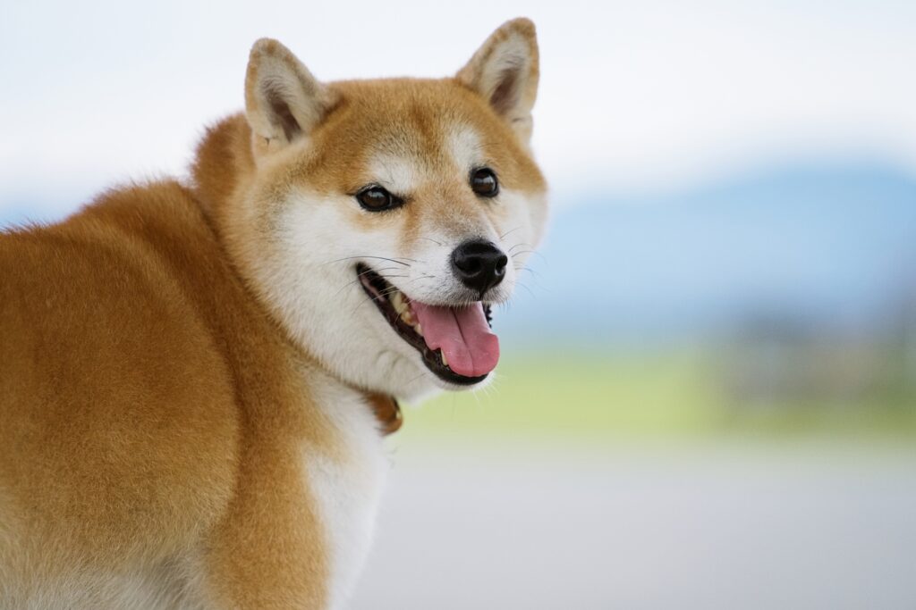 柴犬のポートレート