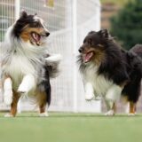 動物病院での歯周病の治療法｜歯周病の原因や治療費用、予防方法を解説