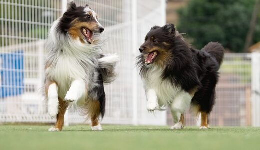 動物病院での歯周病の治療法｜歯周病の原因や治療費用、予防方法を解説
