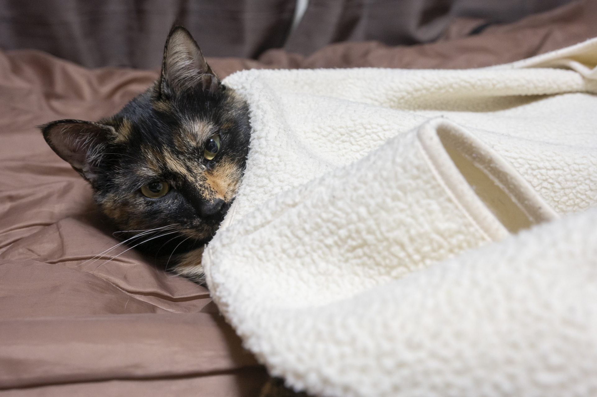 毛布から顔を出すサビ猫の赤ちゃん