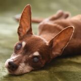 動物病院での白内障手術の流れ｜費用や術後の経過、内科的治療をわかりやすく解説