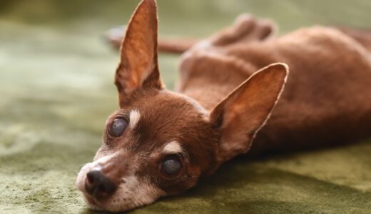動物病院での白内障手術の流れ｜費用や術後の経過、内科的治療をわかりやすく解説
