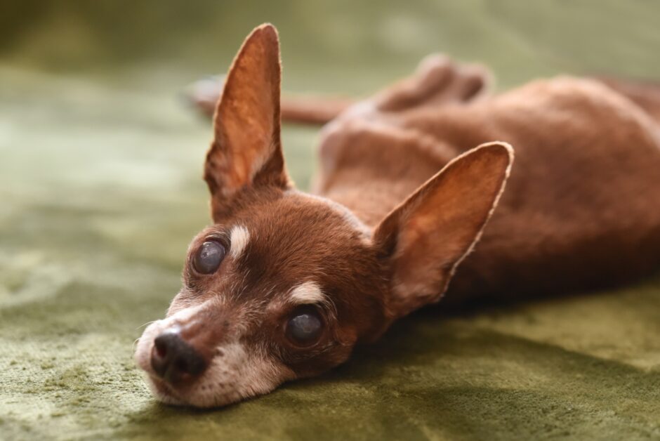 動物病院での白内障手術の流れ｜費用や術後の経過、内科的治療をわかりやすく解説