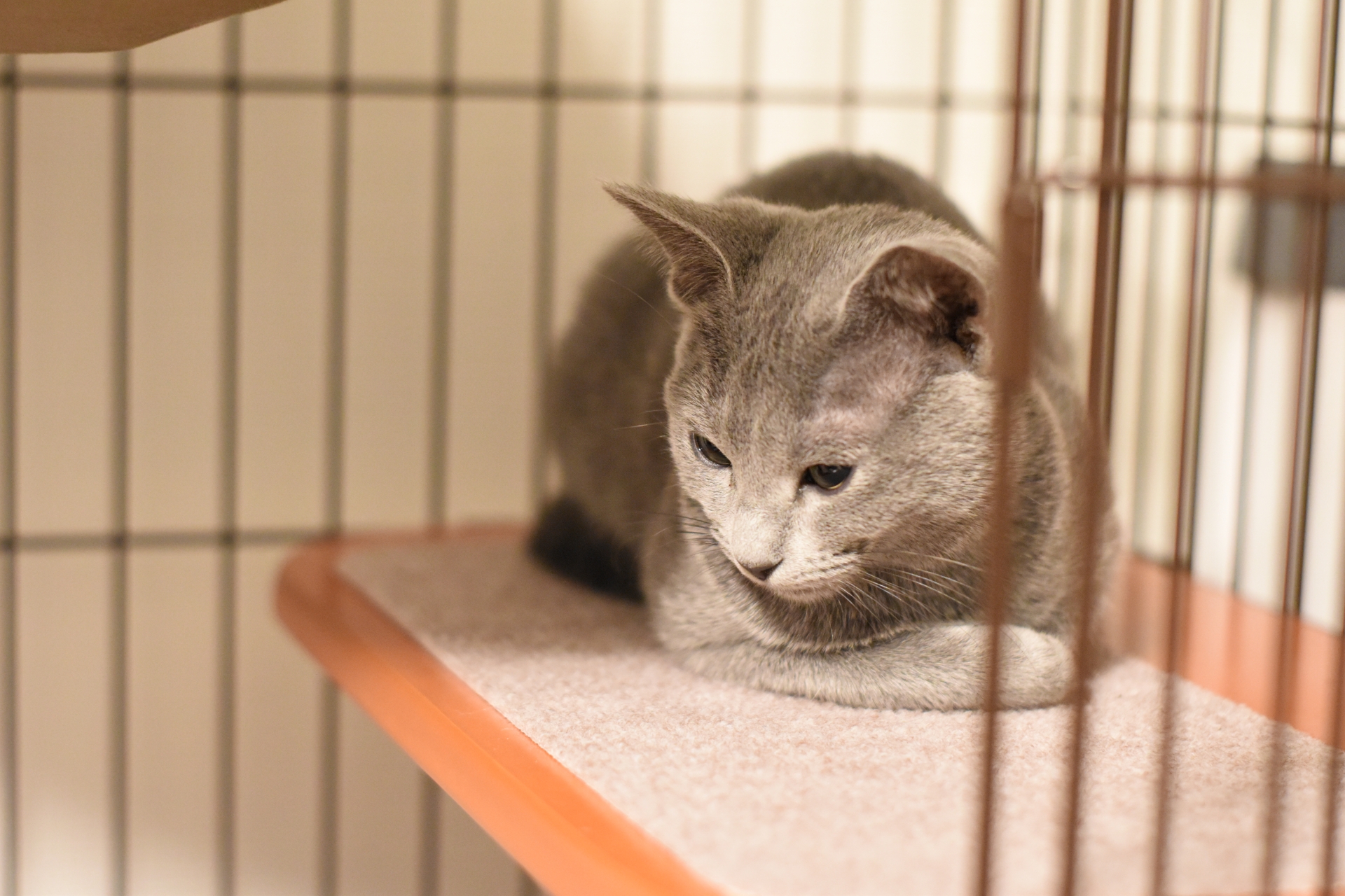 ケージの中でまるまるロシアンブルーの子猫