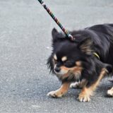 犬が散歩を嫌がるのはしつけ教室で克服できる？嫌がる理由や対処方法などを解説