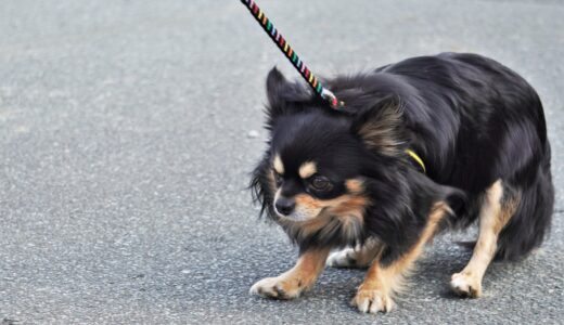 犬が散歩を嫌がるのはしつけ教室で克服できる？嫌がる理由や対処方法などを解説