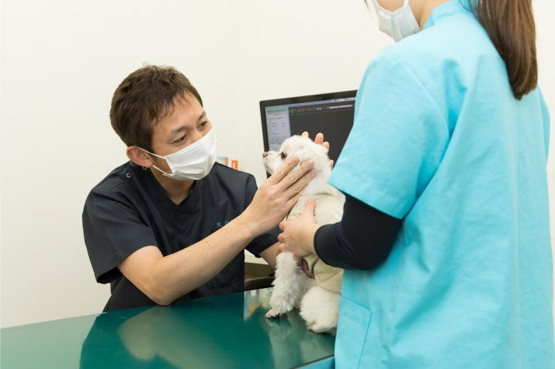 町屋動物病院