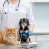 動物病院の選び方とは？長く安心して通える犬猫の病院選びのポイント
