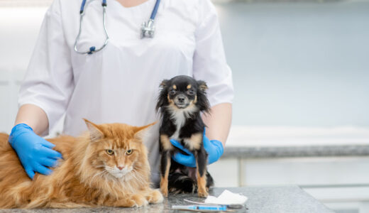 動物病院の選び方とは？長く安心して通える犬猫の病院選びのポイント