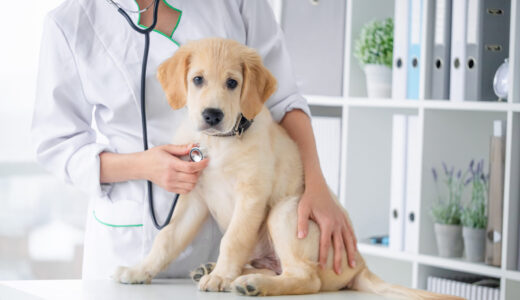 予防から高度医療まで対応する動物病院とは？総合力で支える動物病院の選び方